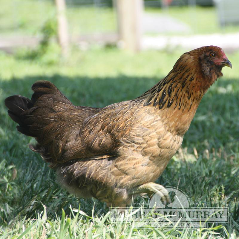 baby ameraucana chicken