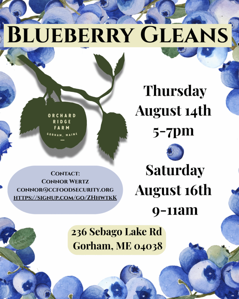 Blueberry Glean (1)