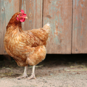 ISA Brown Day Old Chick